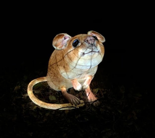 A mouse light from Heligan Night Garden Christmas event in Cornwall